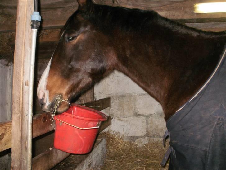 Dansk Varmblod bogart billede 4