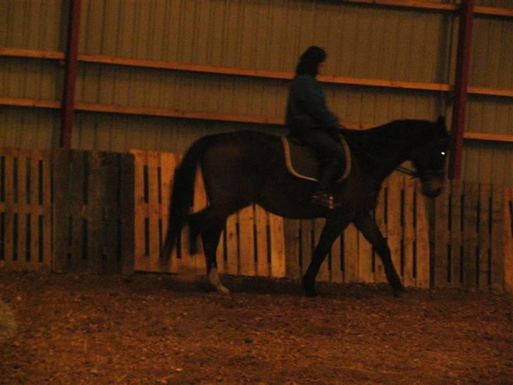 Dansk Varmblod bogart billede 5