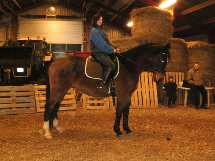 Dansk Varmblod bogart billede 6