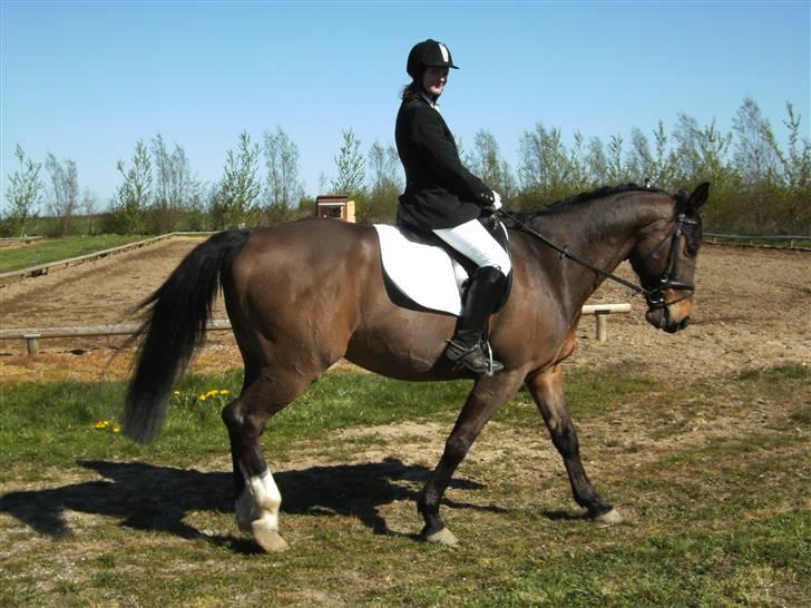 Dansk Varmblod bogart - stævne i skærbæk 2009 billede 9