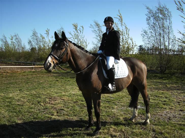 Dansk Varmblod bogart - stævne i skærbæk 2009 billede 10