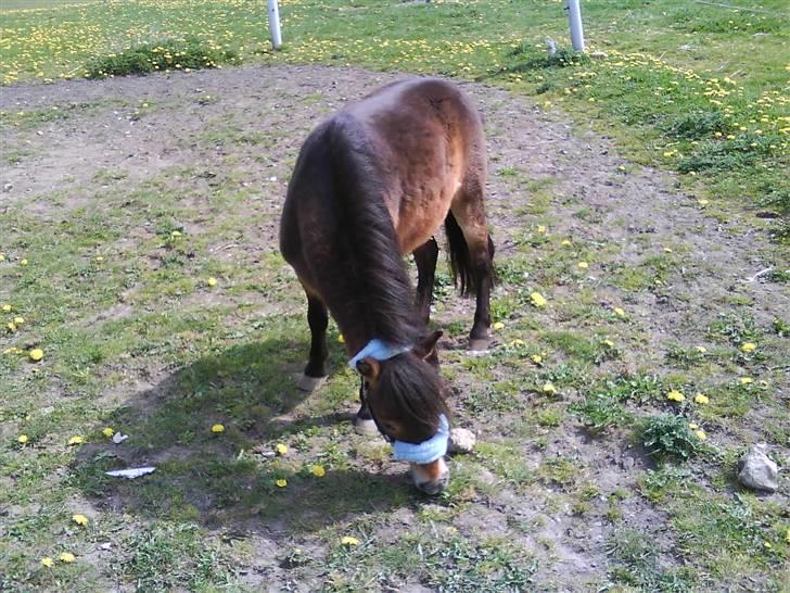 Shetlænder Felix (solgt) billede 19