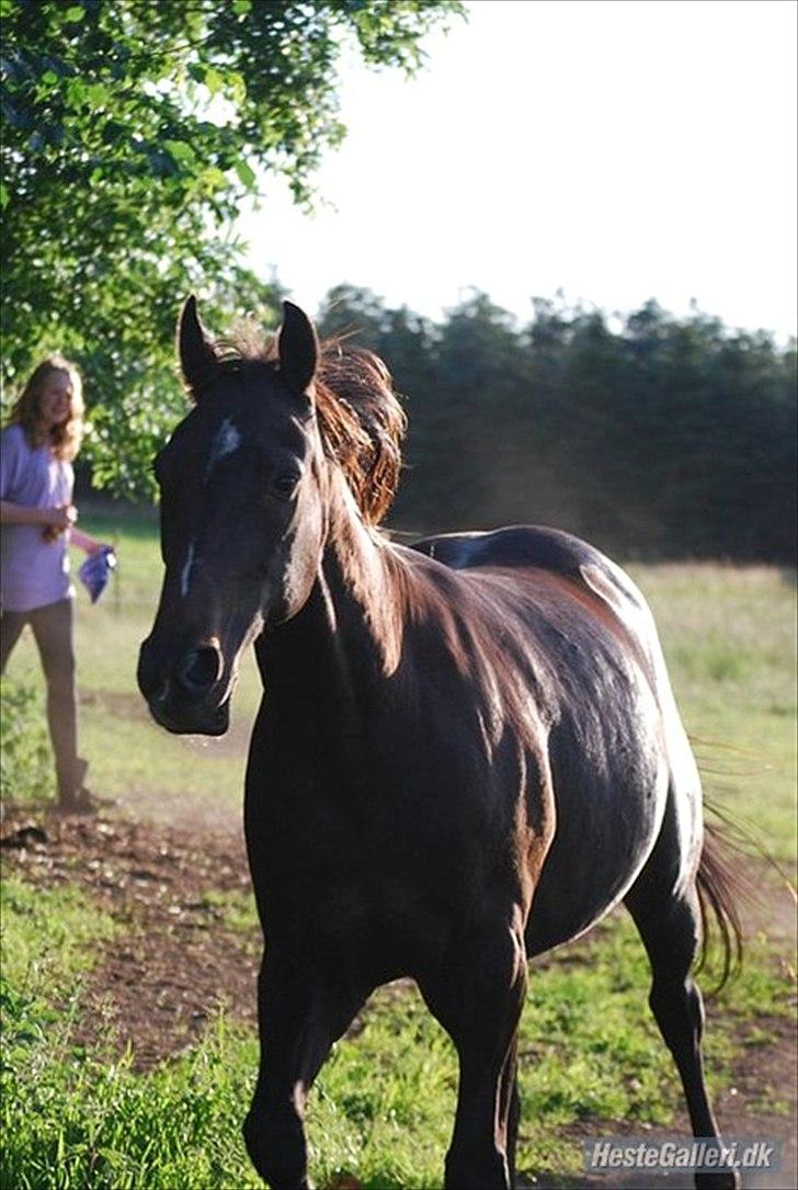 Traver | Sammy <3 *helpart* - Velkommen til Sammys profil :) ´<3 Foto: ESC billede 1