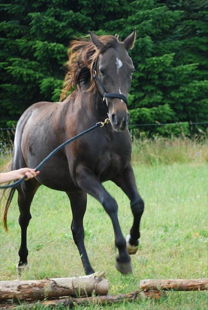 Traver | Sammy <3 *helpart* - VI SPRINGER! 20-25 cm? Hvor er jeg stolt af min baby ;D Foto: ESC billede 6