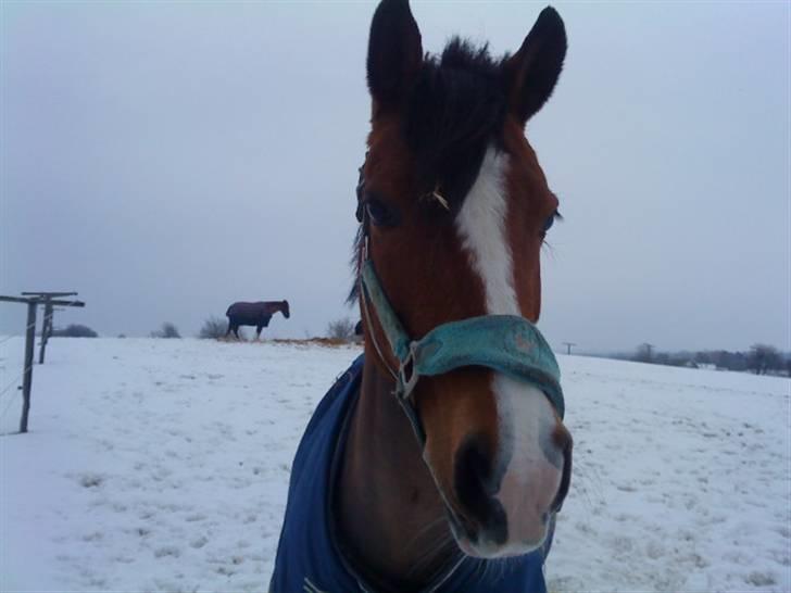 New Forest Fleur   - Fleur - Mus på fold :D <3 billede 19