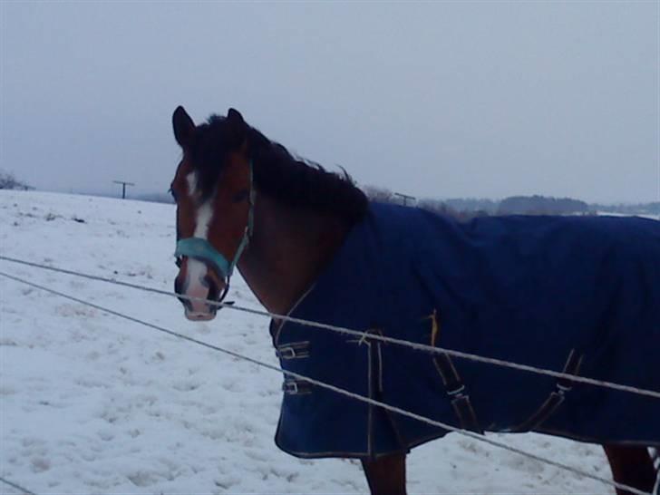 New Forest Fleur   - Fleur på fold ;p <3 billede 20