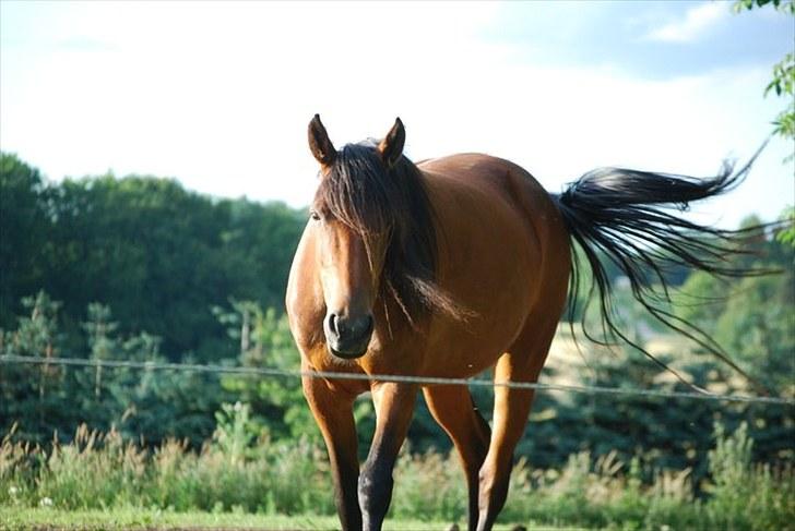 Traver | Kiara <3 *Part* - Velkommen til Kiaras profil :) ´<3 billede 1