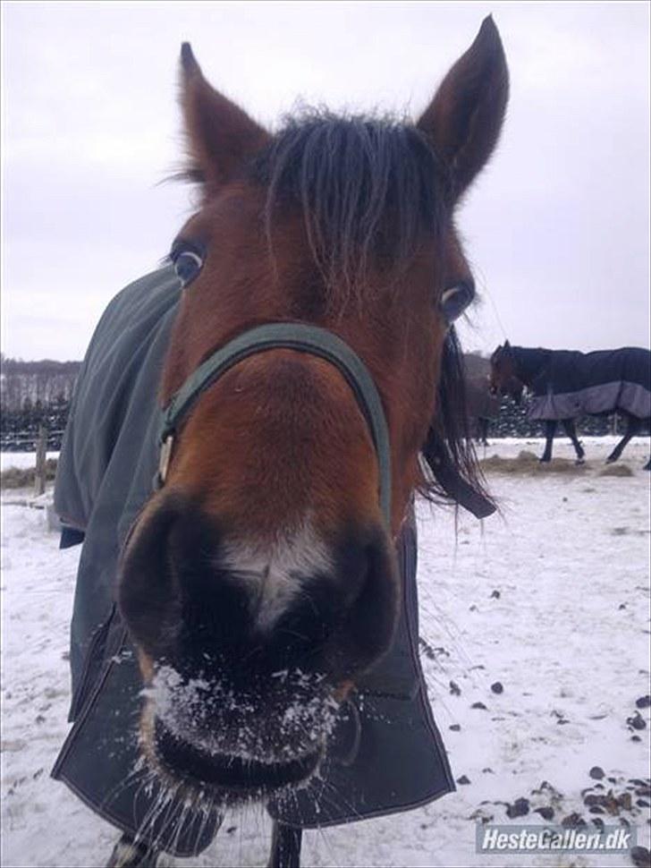 Traver | Kiara <3 *Part* - "Se mig! Jeg har sne i hele fjæset;b" genialt billede <3 billede 3