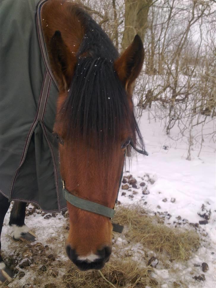 Traver | Kiara <3 *Part* - Smukke Kiara (; billede 4