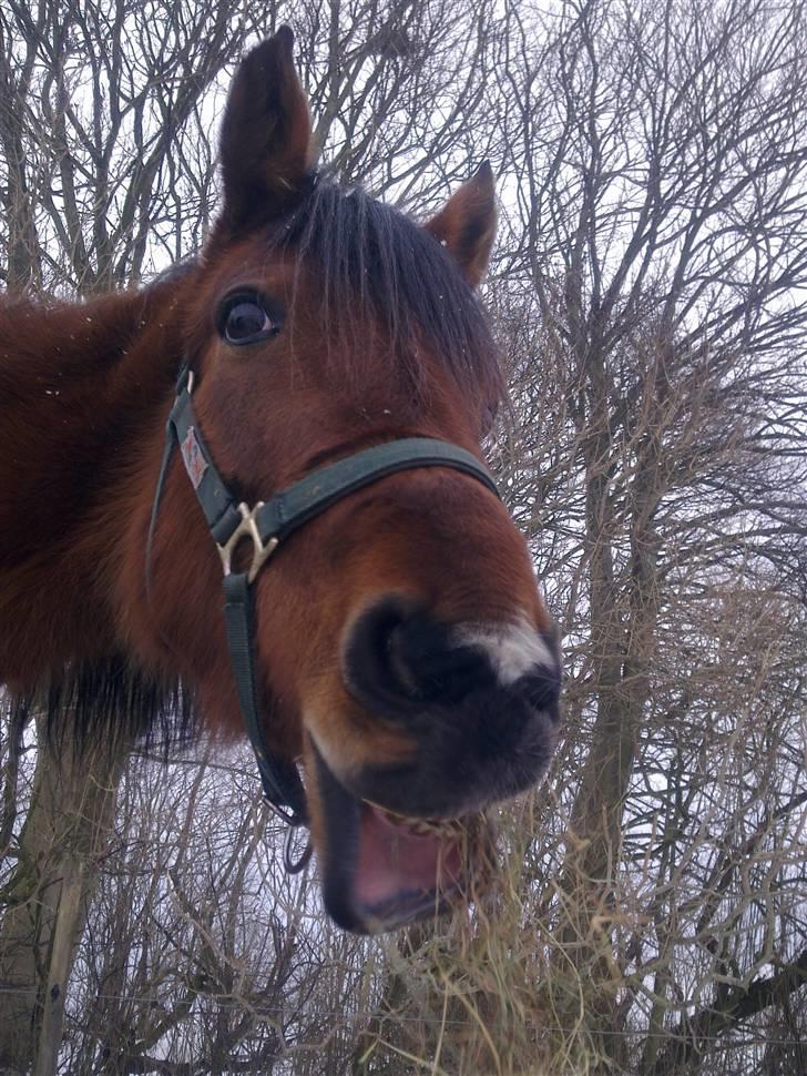 Traver | Kiara <3 *Part* - hihi komisk billede <3 billede 5