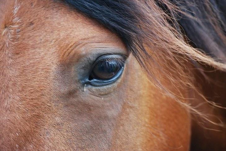 Traver | Kiara <3 *Part* - Hendes øje Foto: ESC billede 7