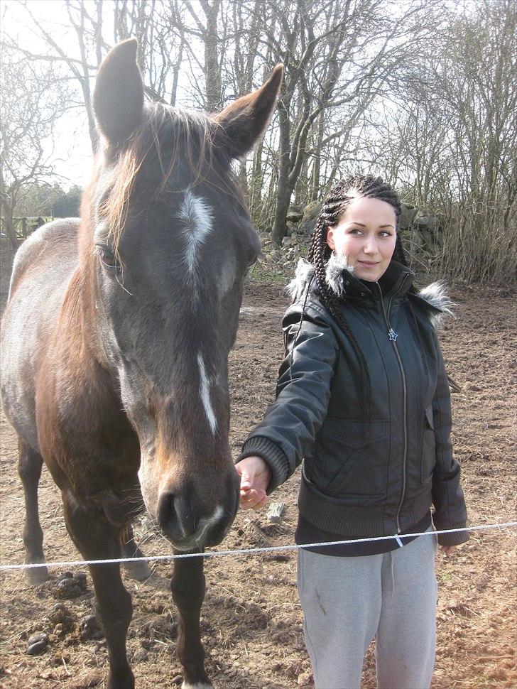 Traver Ideal Højbo (Sammy) billede 17