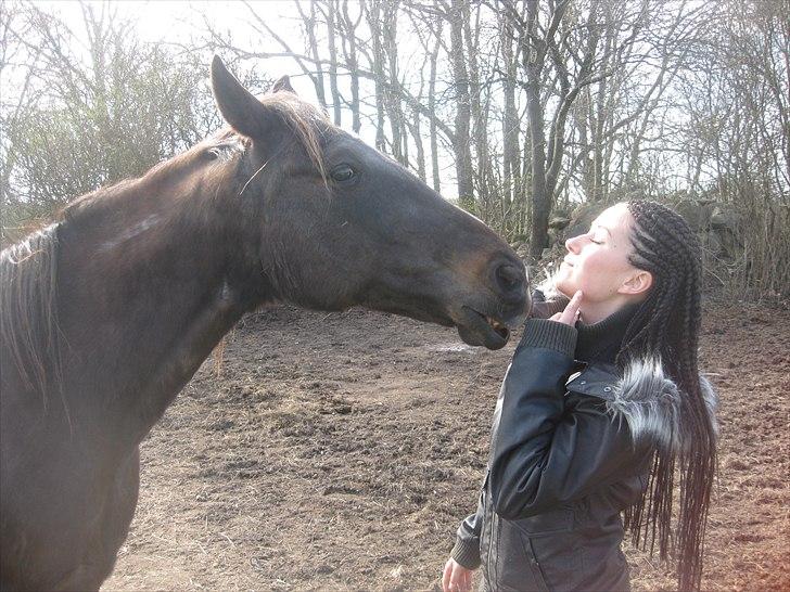 Traver Ideal Højbo (Sammy) billede 18