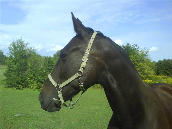 Traver Ideal Højbo (Sammy) billede 19