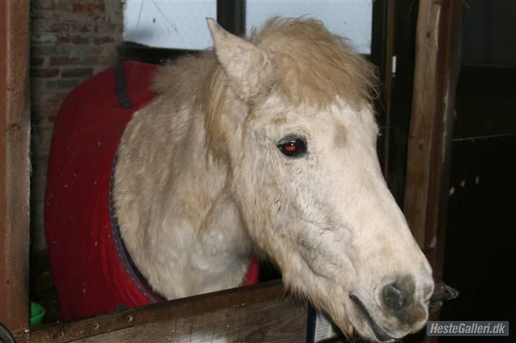 Anden særlig race Pjuske.(R.I.P)savnerdig/; billede 9