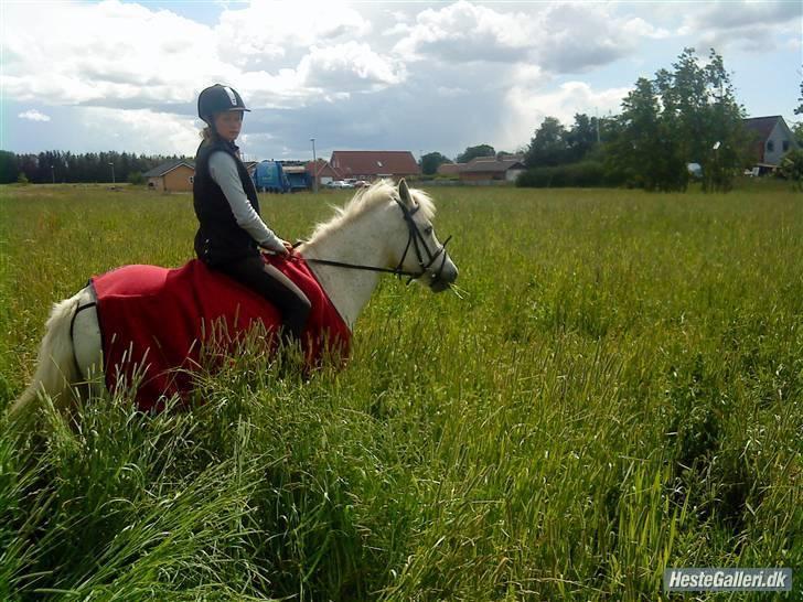 Anden særlig race Pjuske.(R.I.P)savnerdig/; billede 10