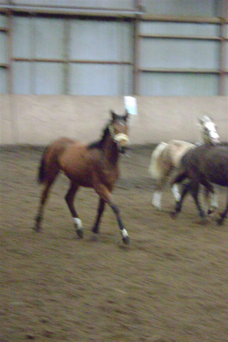 Anden særlig race Plains Miss mabell billede 11