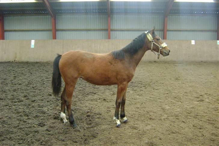 Anden særlig race Plains Miss mabell billede 12