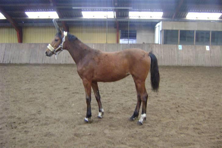 Anden særlig race Plains Miss mabell billede 13