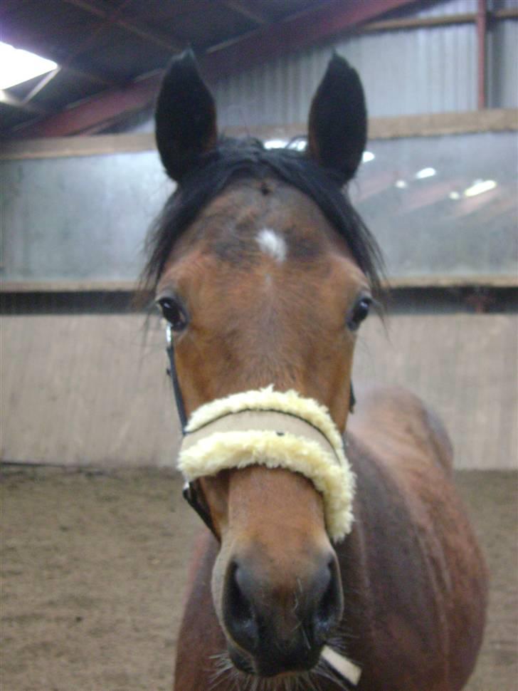 Anden særlig race Plains Miss mabell billede 14