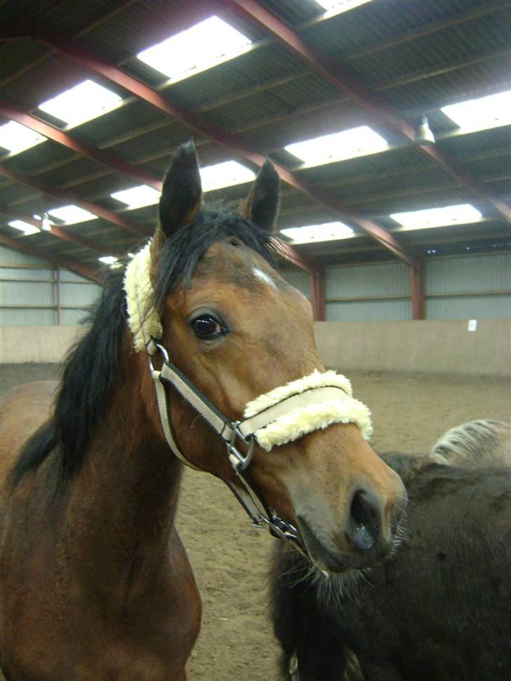 Anden særlig race Plains Miss mabell billede 15