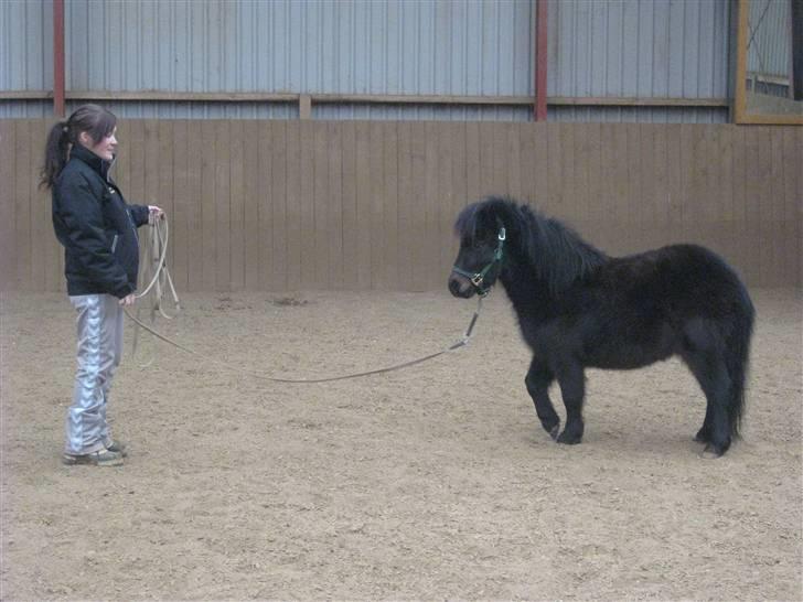 Shetlænder Toby billede 6