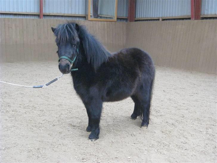Shetlænder Toby - "piiiift" ;D En lækker sag!  billede 7