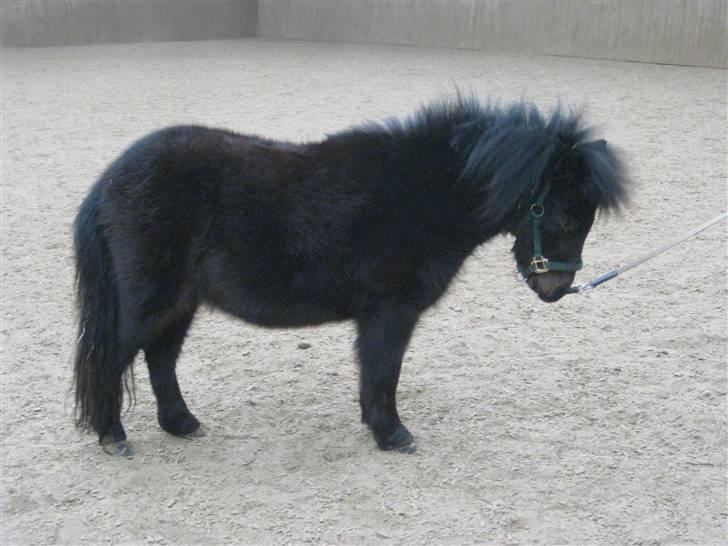 Shetlænder Toby billede 9