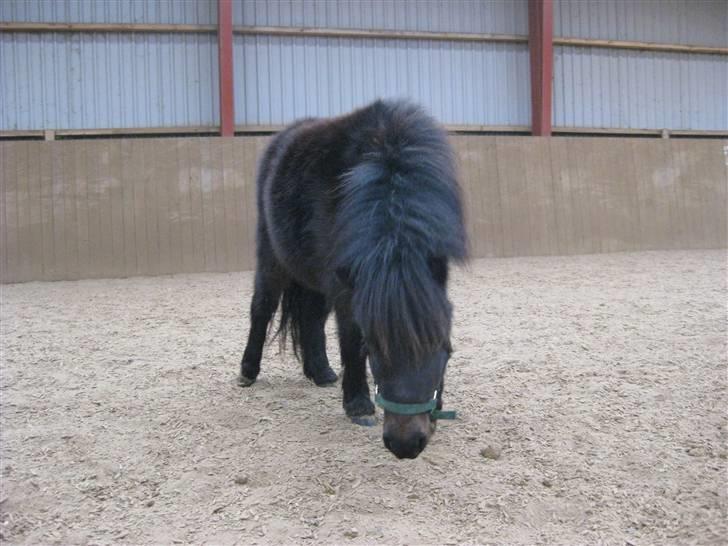 Shetlænder Toby billede 10