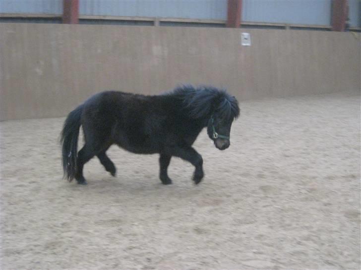 Shetlænder Toby billede 11