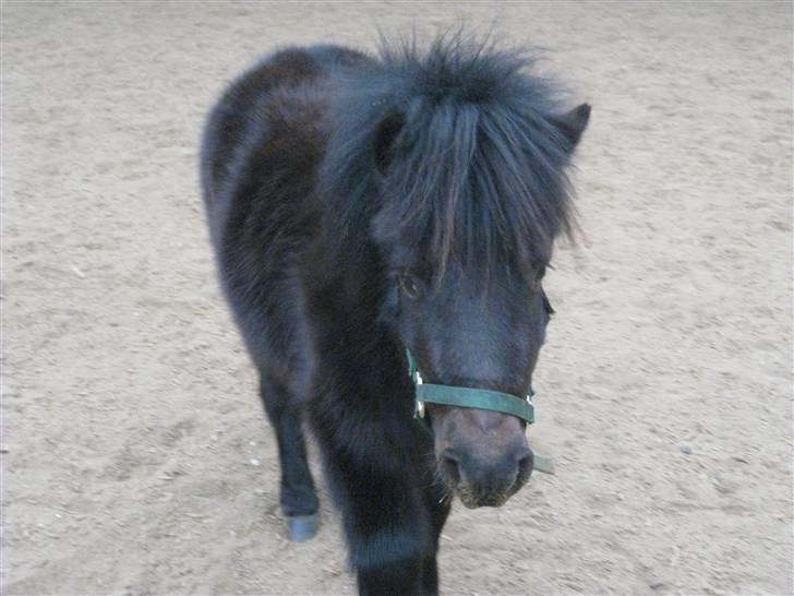 Shetlænder Toby billede 12