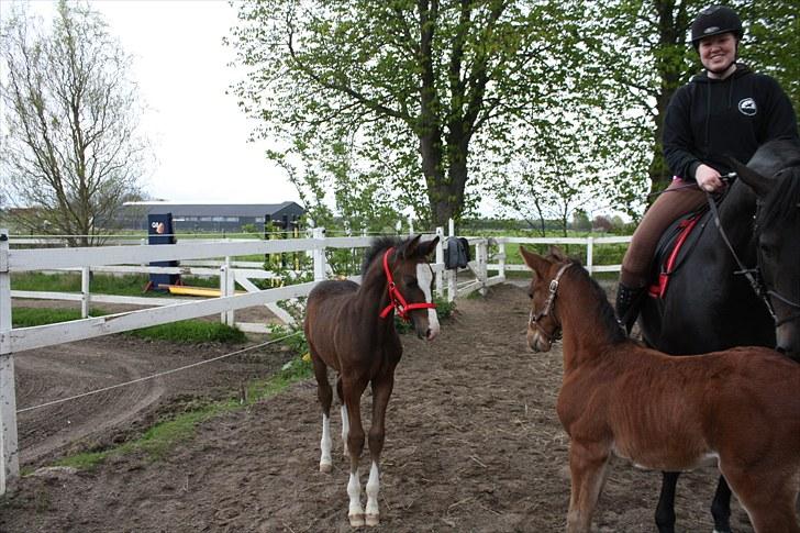 Anden særlig race Condor (Bavianen) - Condor & Cassiopeia <3 billede 2