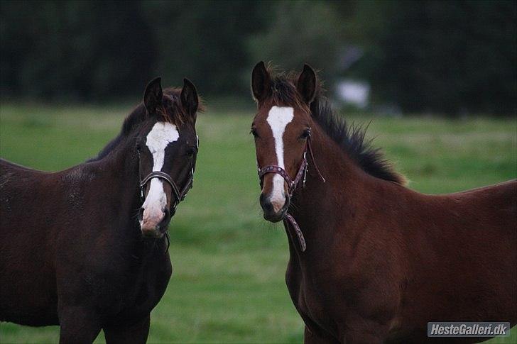 Anden særlig race Condor (Bavianen) - Smukke Condor med hans halvsøster Cassiopeia :) foto: ECS billede 6