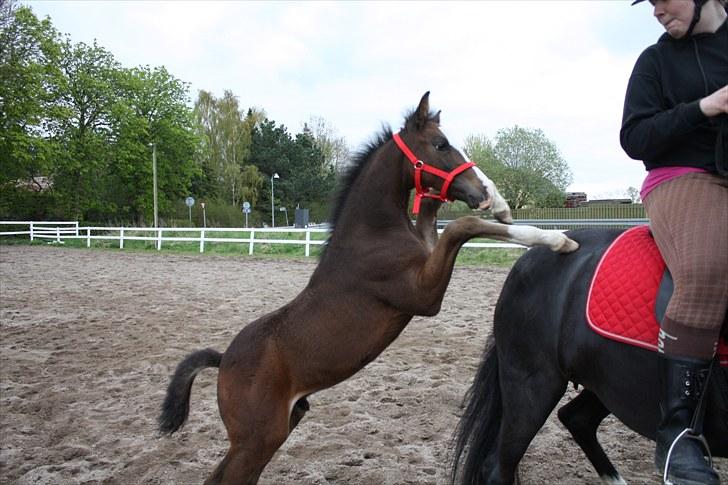 Anden særlig race Condor (Bavianen) - Lidt hingst er man jo :D heh banen med Cassiopeia d. 9 maj 2010 :) billede 7