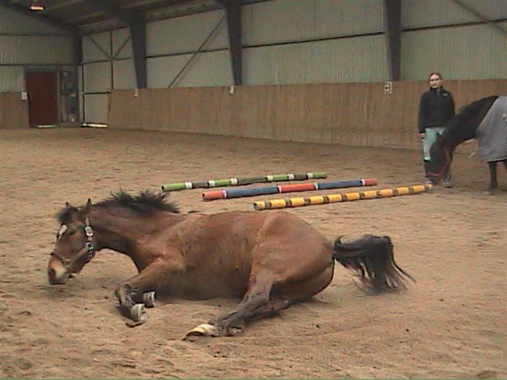 DSP Snorgaardens Magnus *Afl* - Snorgaardens Magnus  billede 1
