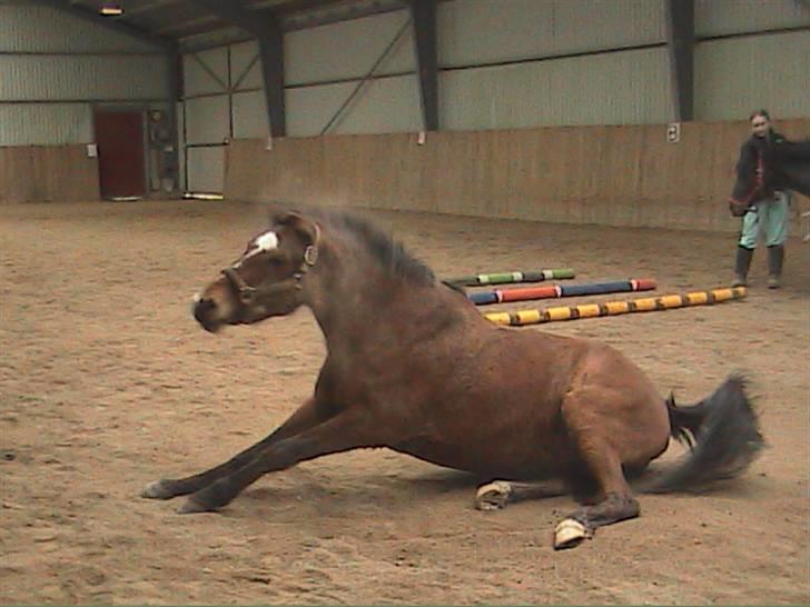 DSP Snorgaardens Magnus *Afl* - Snorgaardens Magnus i ride huset billede 2