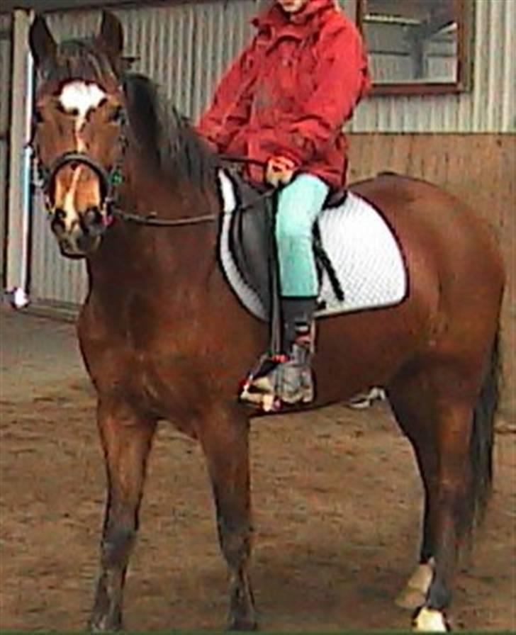 DSP Snorgaardens Magnus *Afl* - Snorgaardens Magnus i ride huset  billede 3