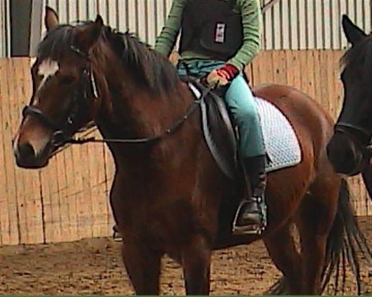 DSP Snorgaardens Magnus *Afl* - Snorgaardens Magnus savner digh skaath! billede 4