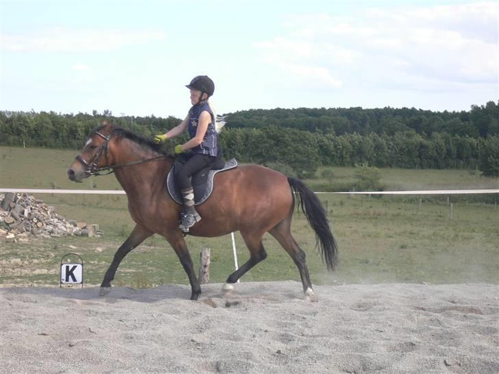 DSP Snorgaardens Magnus *Afl* - Snorgaardens Magnus Laang tid siden! billede 5