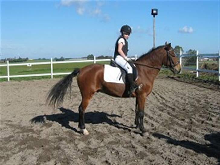 DSP Snorgaardens Magnus *Afl* - Snorgaardens Magnus På Valbjergaard billede 6