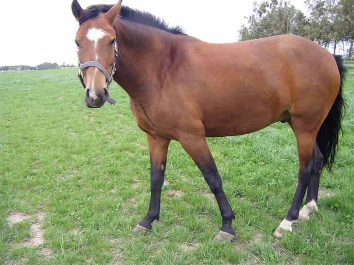 DSP Snorgaardens Magnus *Afl* - Snorgaardens Magnus oppe på folden. ikke så godt billed billede 7