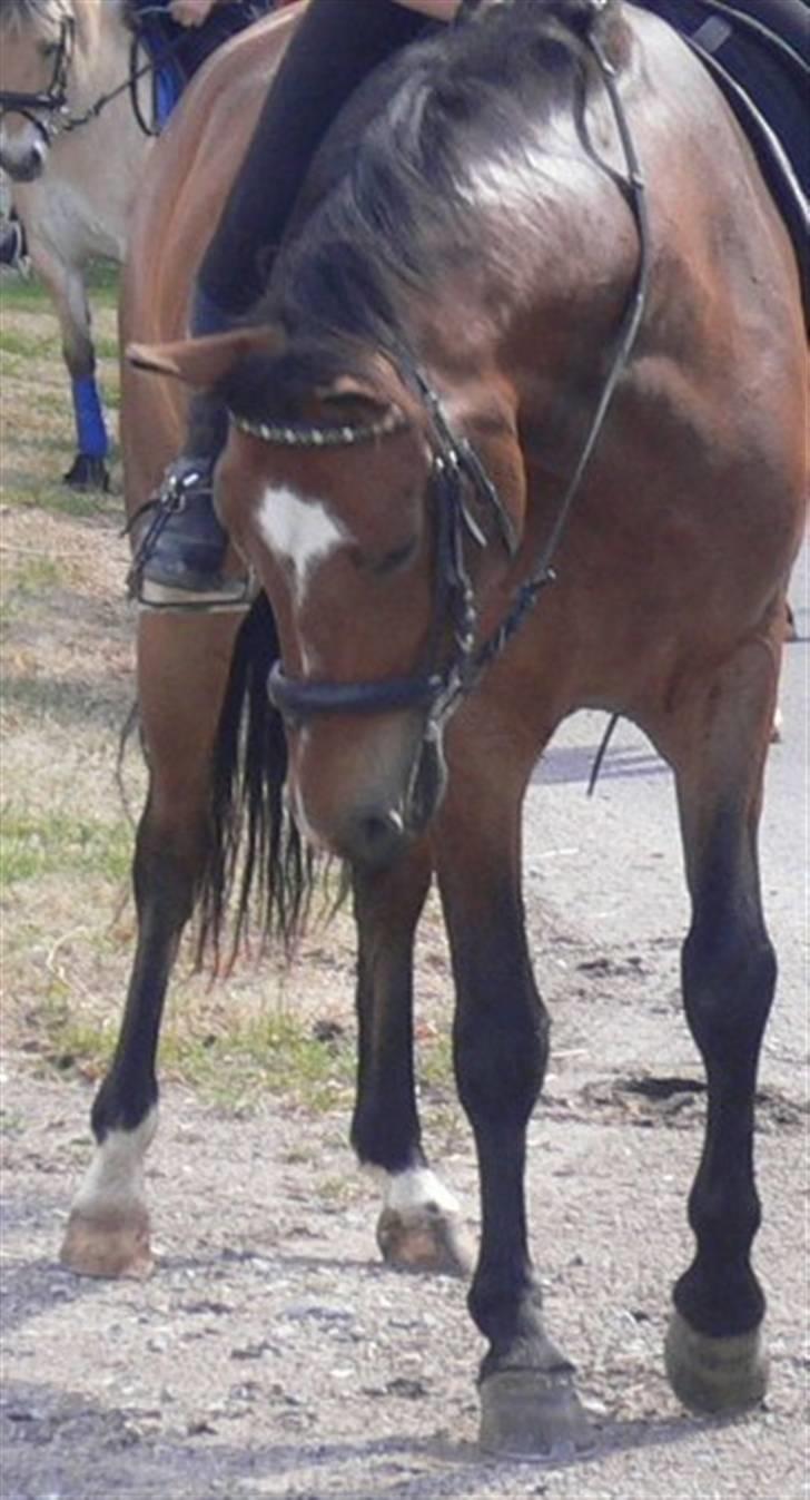 DSP Snorgaardens Magnus *Afl* - Snorgaardens Magnus  billede 8