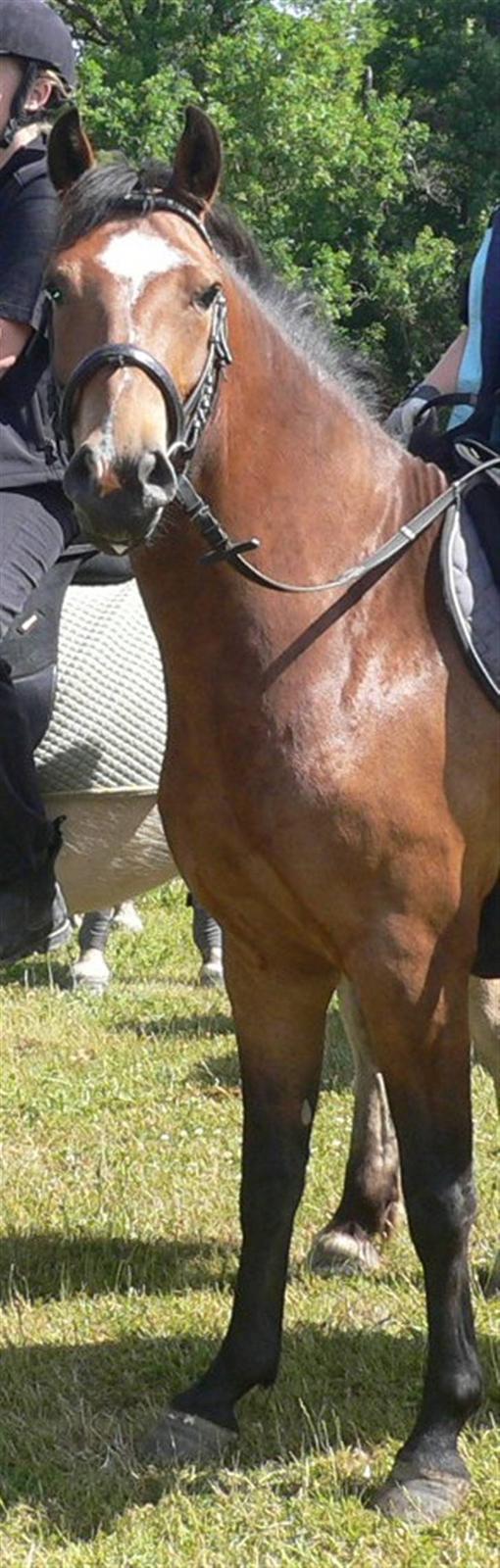 DSP Snorgaardens Magnus *Afl* - Snorgaardens Magnus  billede 10