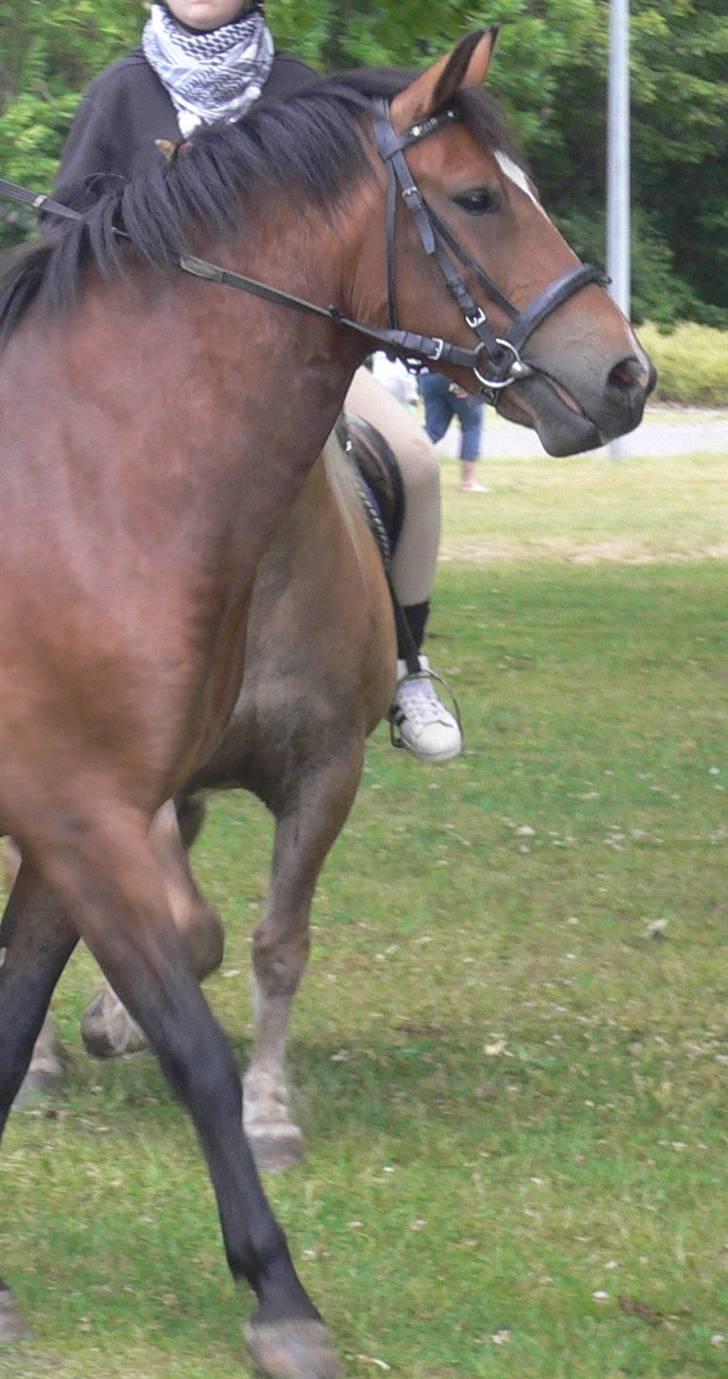 DSP Snorgaardens Magnus *Afl* - Snorgaardens Magnus  billede 11