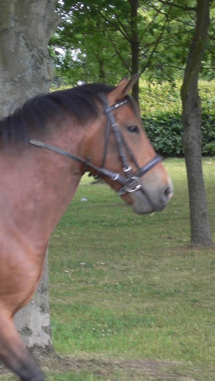 DSP Snorgaardens Magnus *Afl* - Snorgaardens Magnus  billede 12