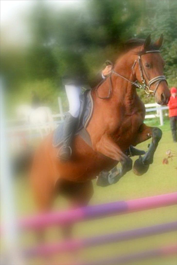 Anden særlig race Beauty billede 11