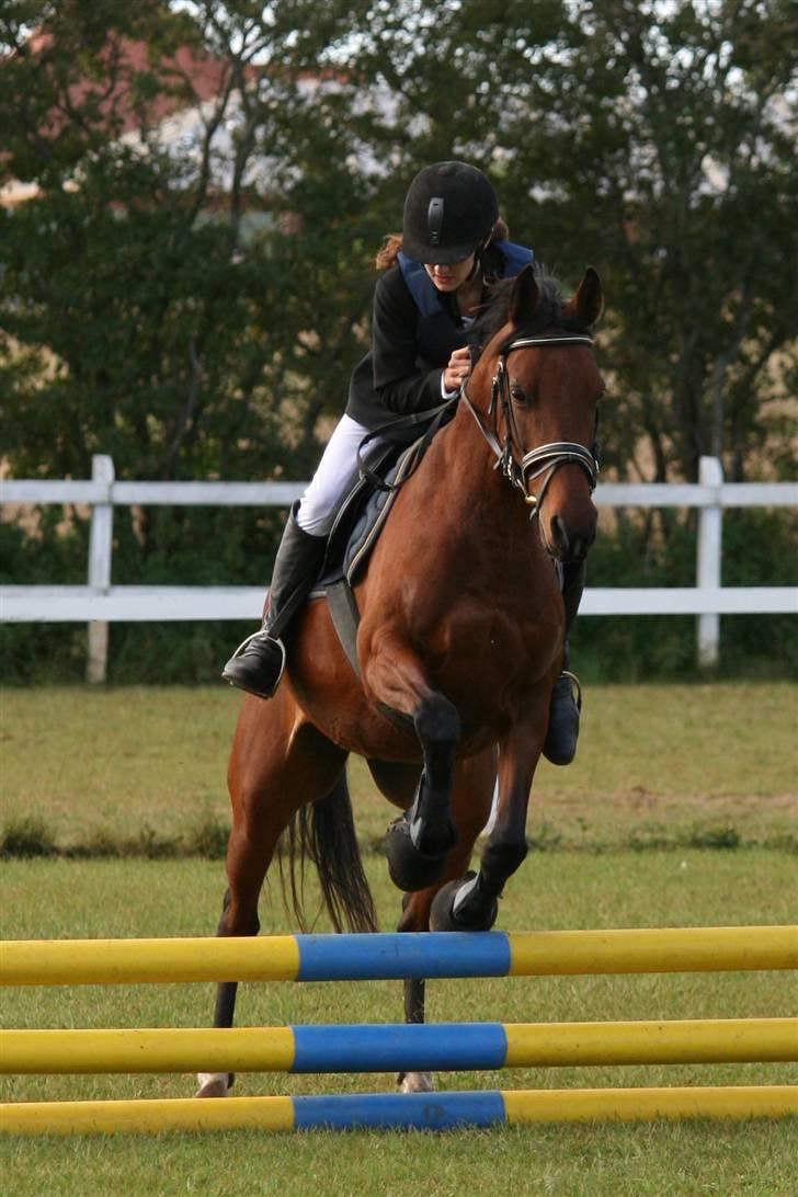 Anden særlig race Beauty billede 12