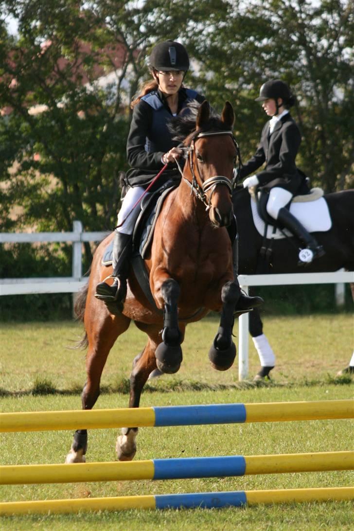 Anden særlig race Beauty billede 13