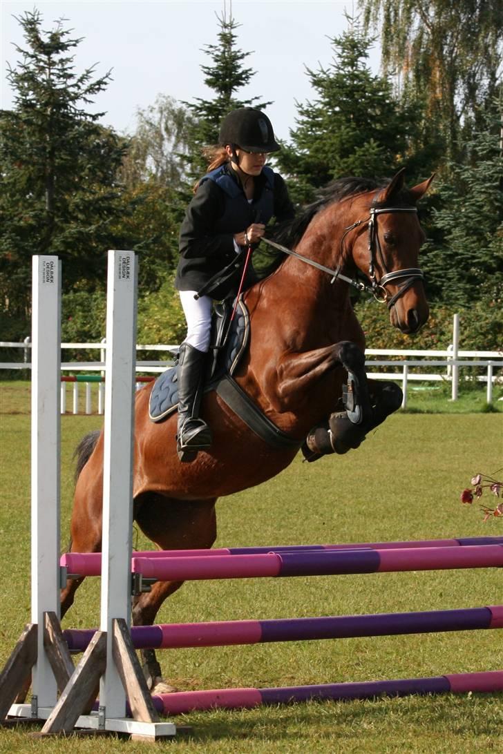 Anden særlig race Beauty billede 14