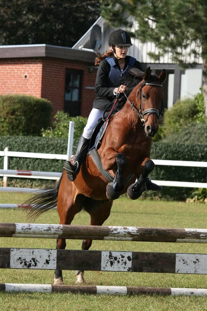 Anden særlig race Beauty billede 15